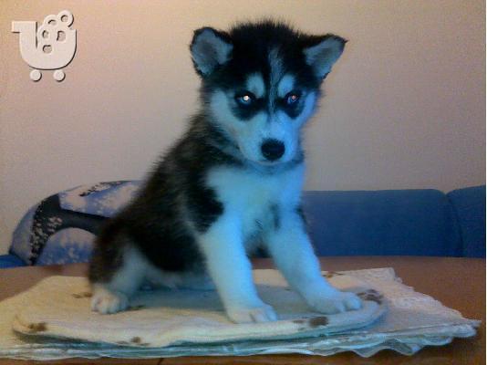 Kαλή τιμή!!!.Πουλάω όμορφα κουτάβια ράτσα SIBERIAN HUSKY - Σιβηριανος Χασκι -220 euro...
